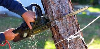 Best Emergency Tree Removal  in Riverside, OH