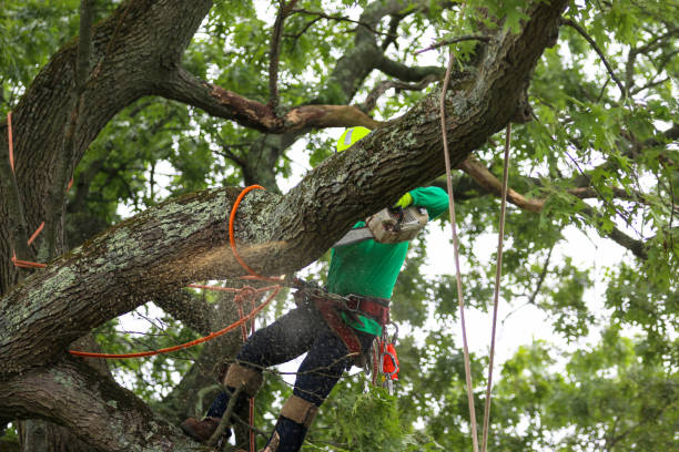 Tree and Shrub Care in Riverside, OH